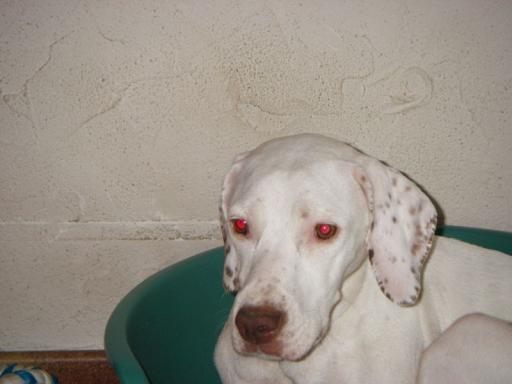 Volka du Pontelle de Maicou