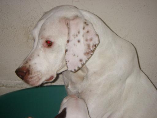 Volka du Pontelle de Maicou