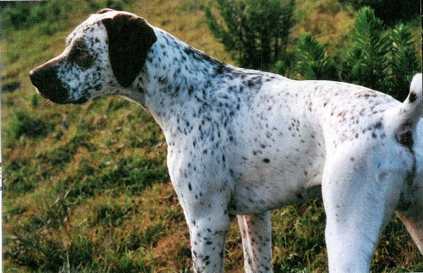 Vrac du Rocher des Jastres