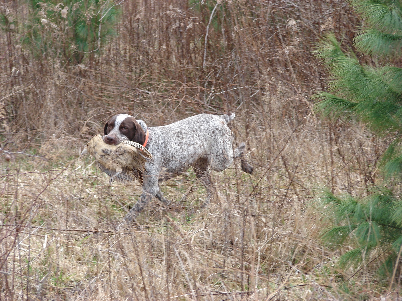 Wingfoot Creek Jacque