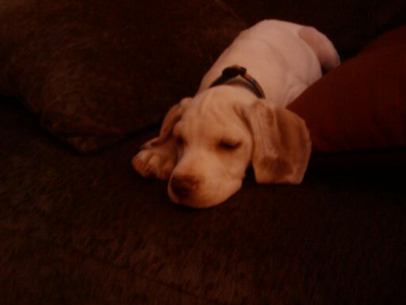 Braques Point Baylie