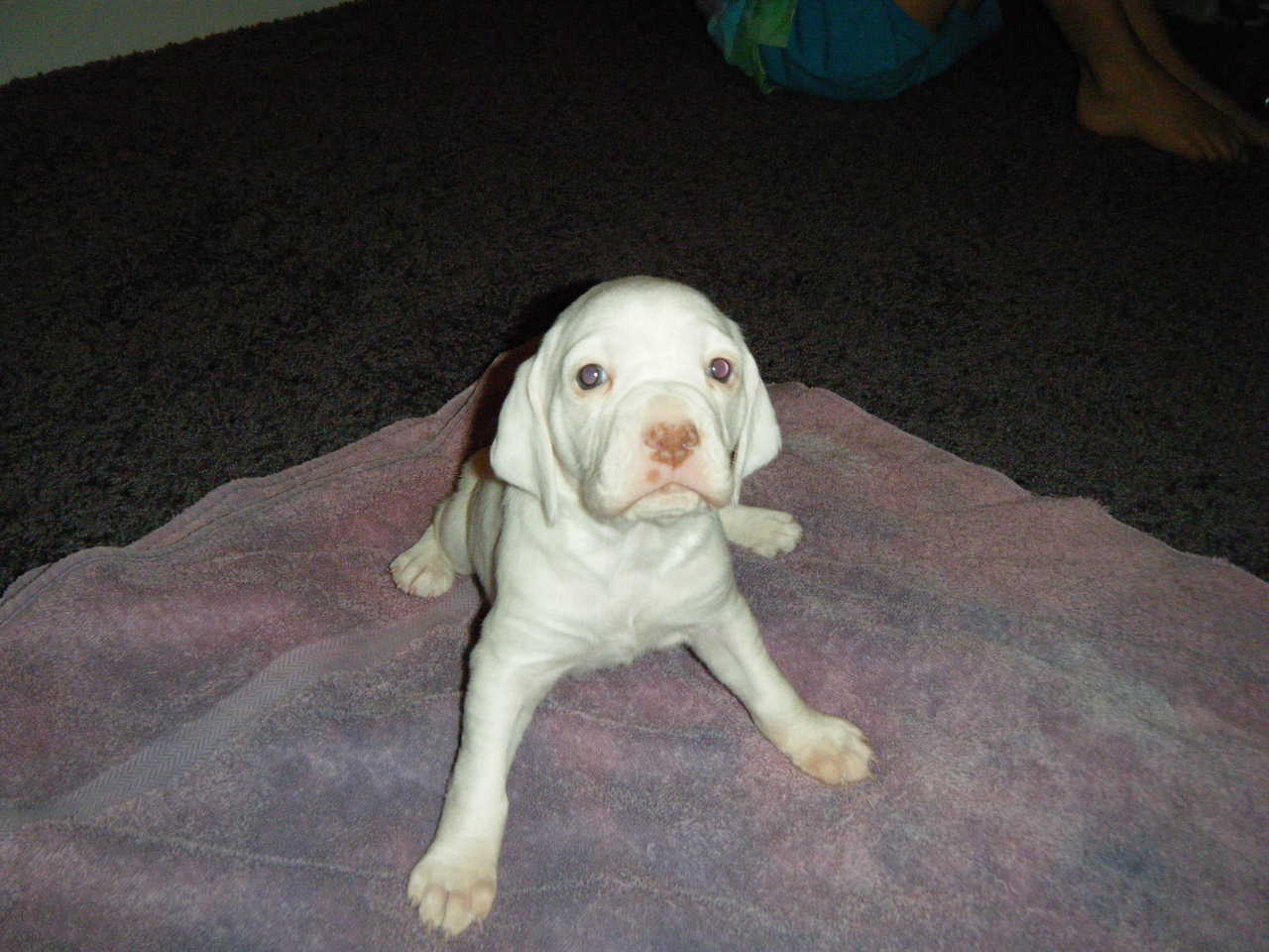 Braques Point Biscuit