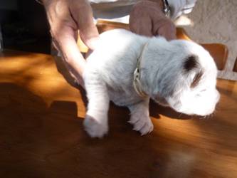 Cliquer pour agrandir/réduire