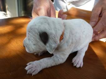 Cliquer pour agrandir/réduire