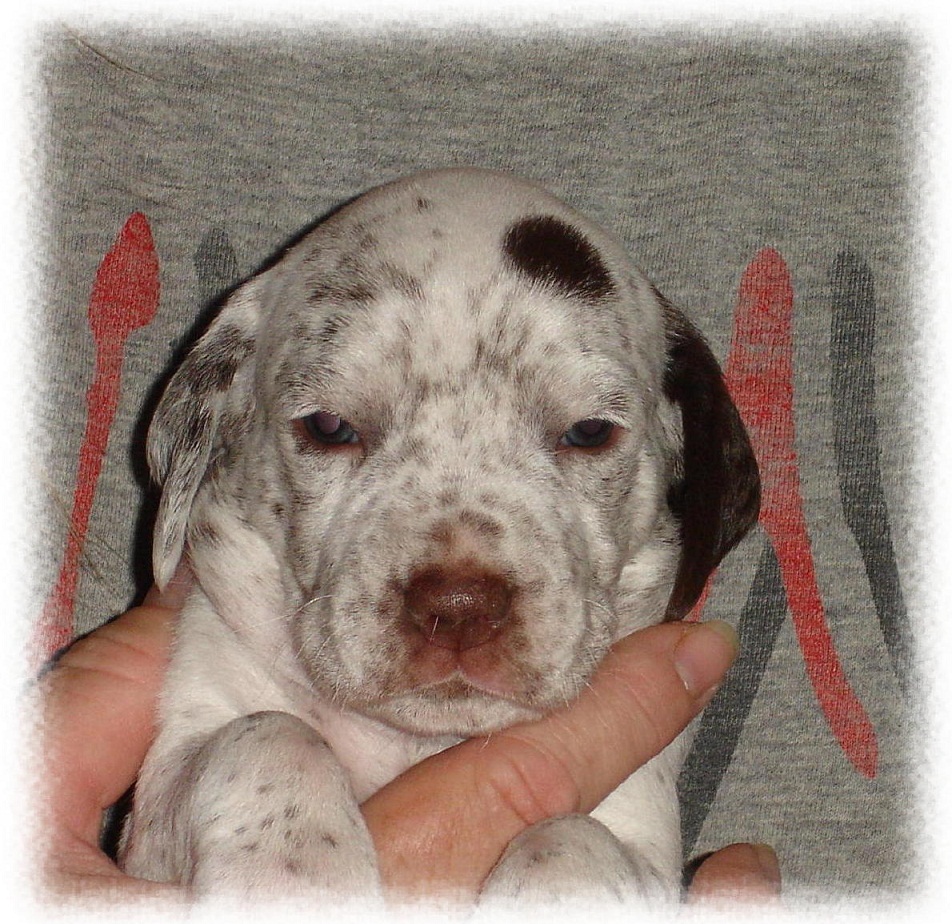 Cliquer pour agrandir/réduire Rufnit Xquisite