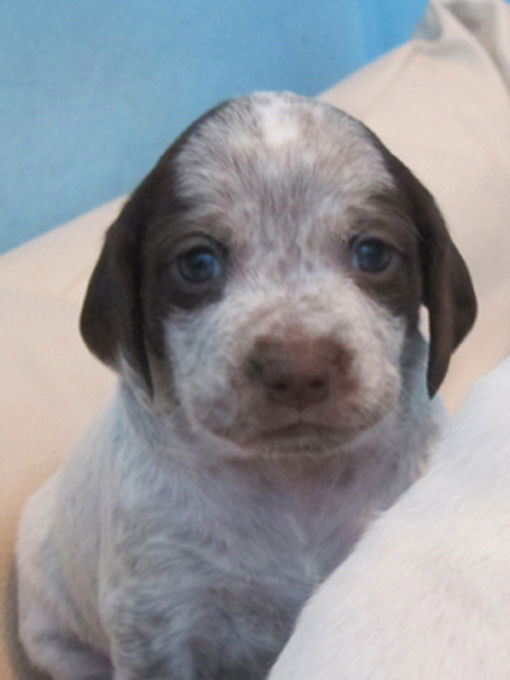 Cliquer pour agrandir/réduire