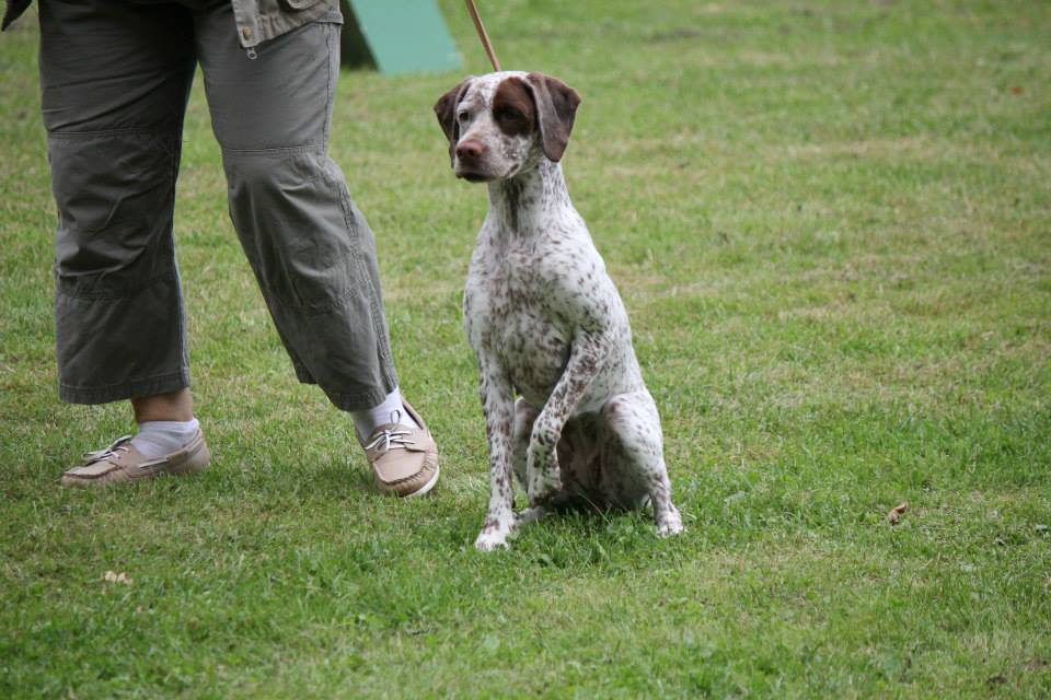 Canine Áttánvuotna alias Diva