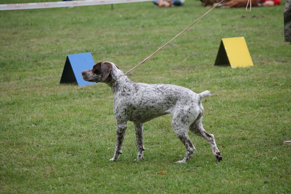 Canine Áttánvuotna alias Diva