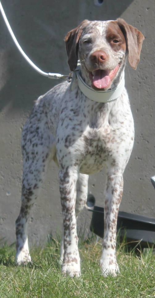 Canine Áttánvuotna alias Diva