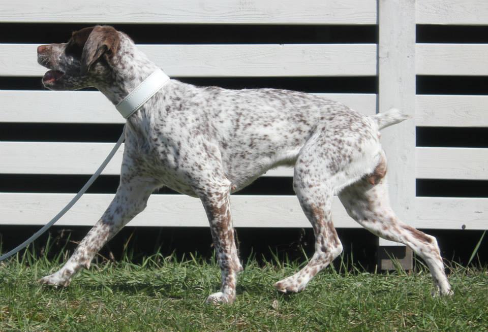 Canine Áttánvuotna alias Diva