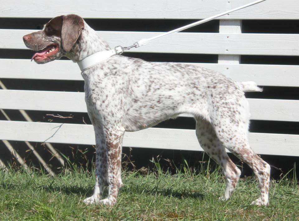 Canine Áttánvuotna alias Diva