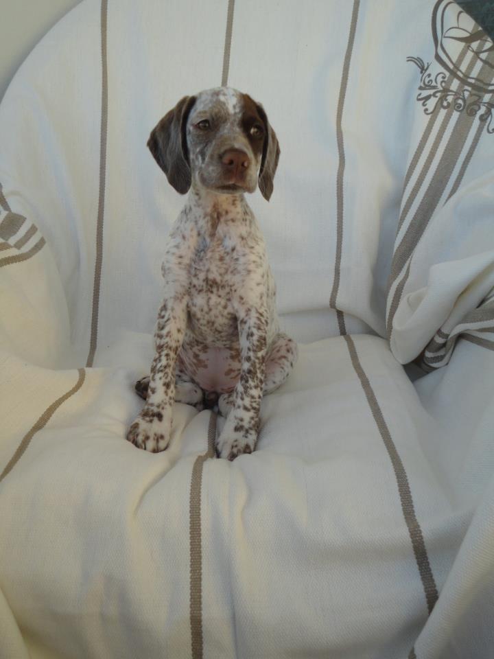 Canine Áttánvuotna alias Diva