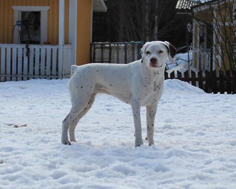 Canine Áttánvuotna alias Diva