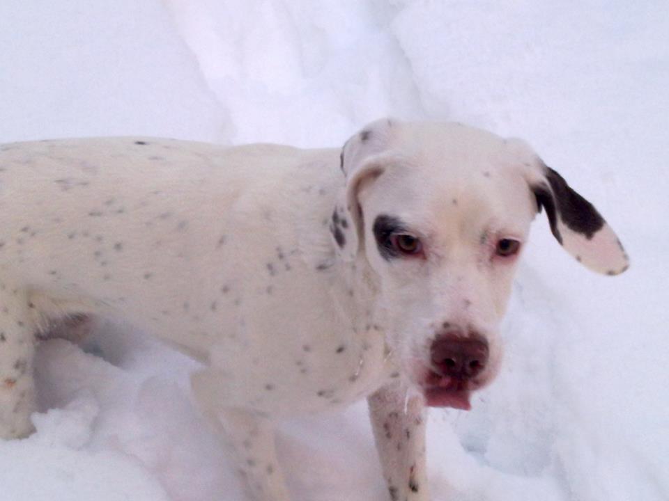 Cliquer pour agrandir/réduire Canine Áttánvuotna alias Diva