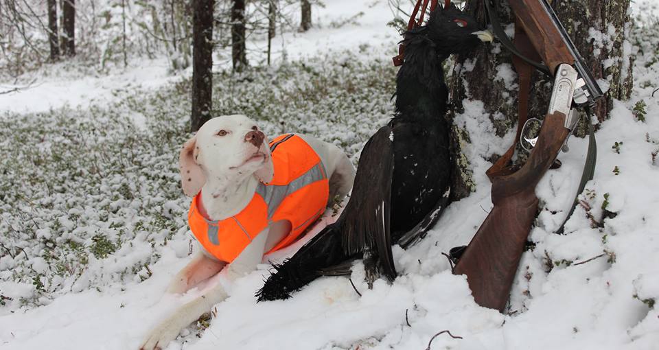 Canine Áttánvuotna alias Diva