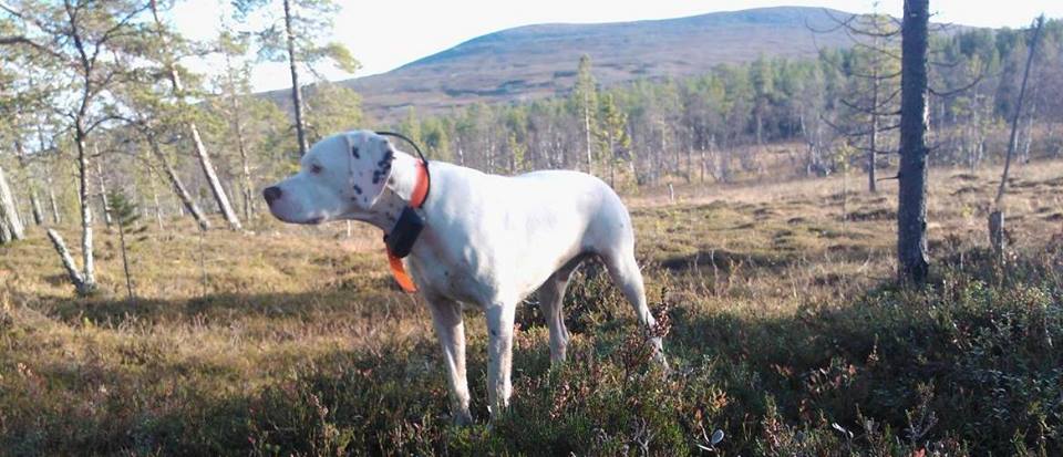 Canine Áttánvuotna alias Diva