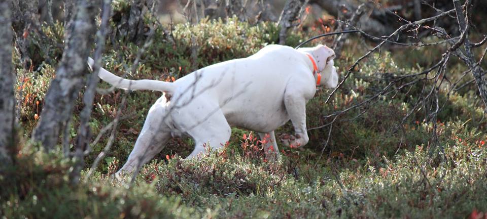 Canine Áttánvuotna alias Diva