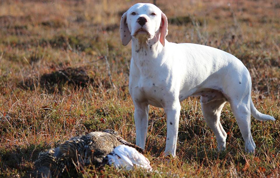 Canine Áttánvuotna alias Diva