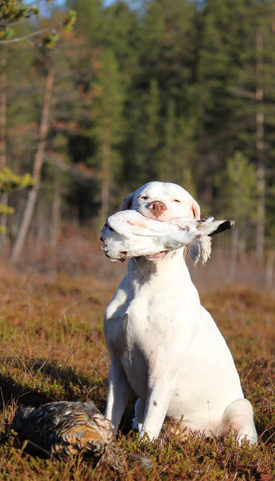 Canine Áttánvuotna alias Diva