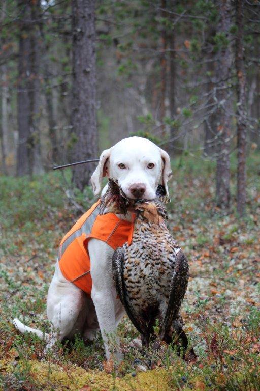 Canine Áttánvuotna alias Diva
