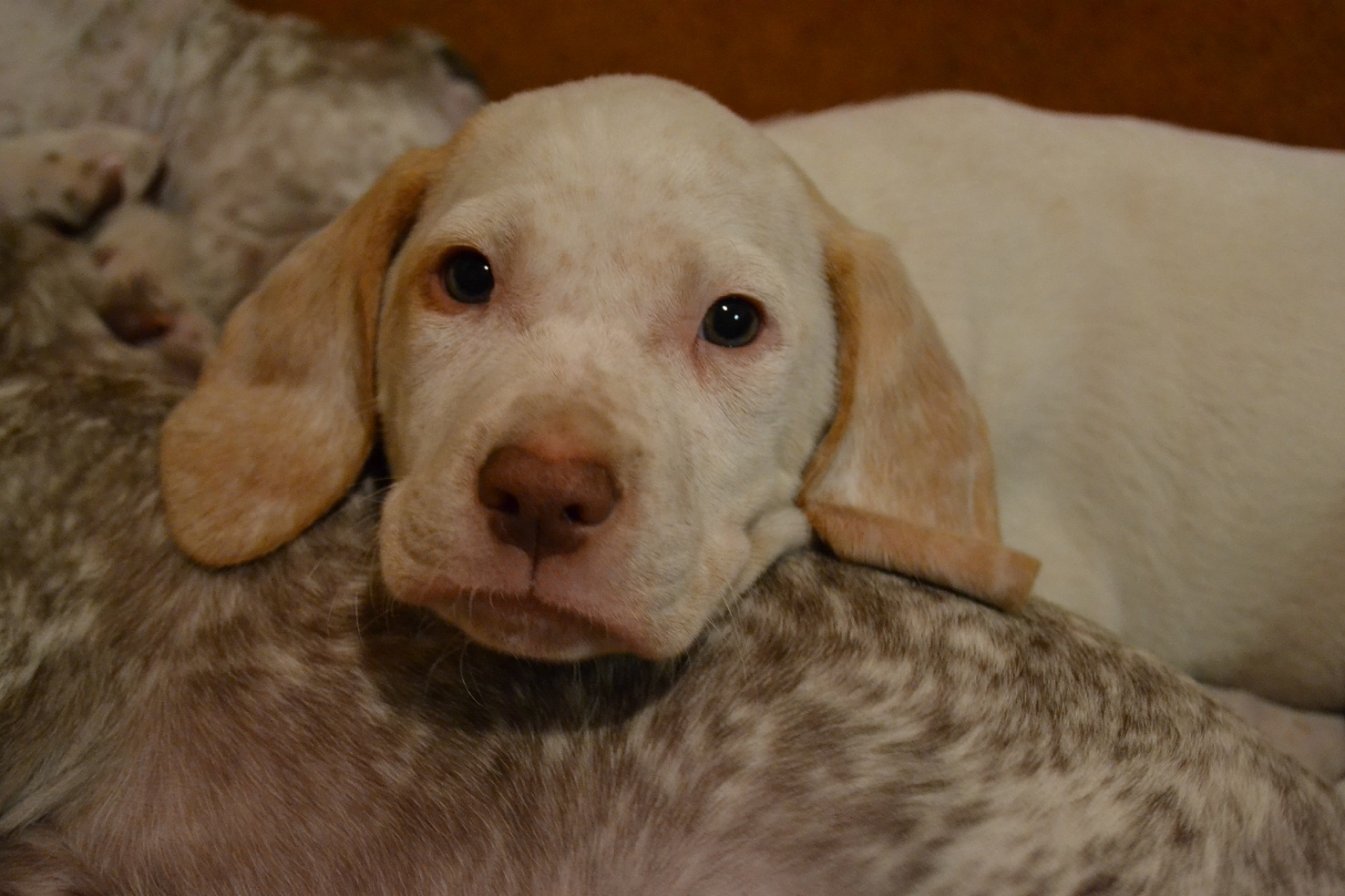 Cliquer pour agrandir/réduire