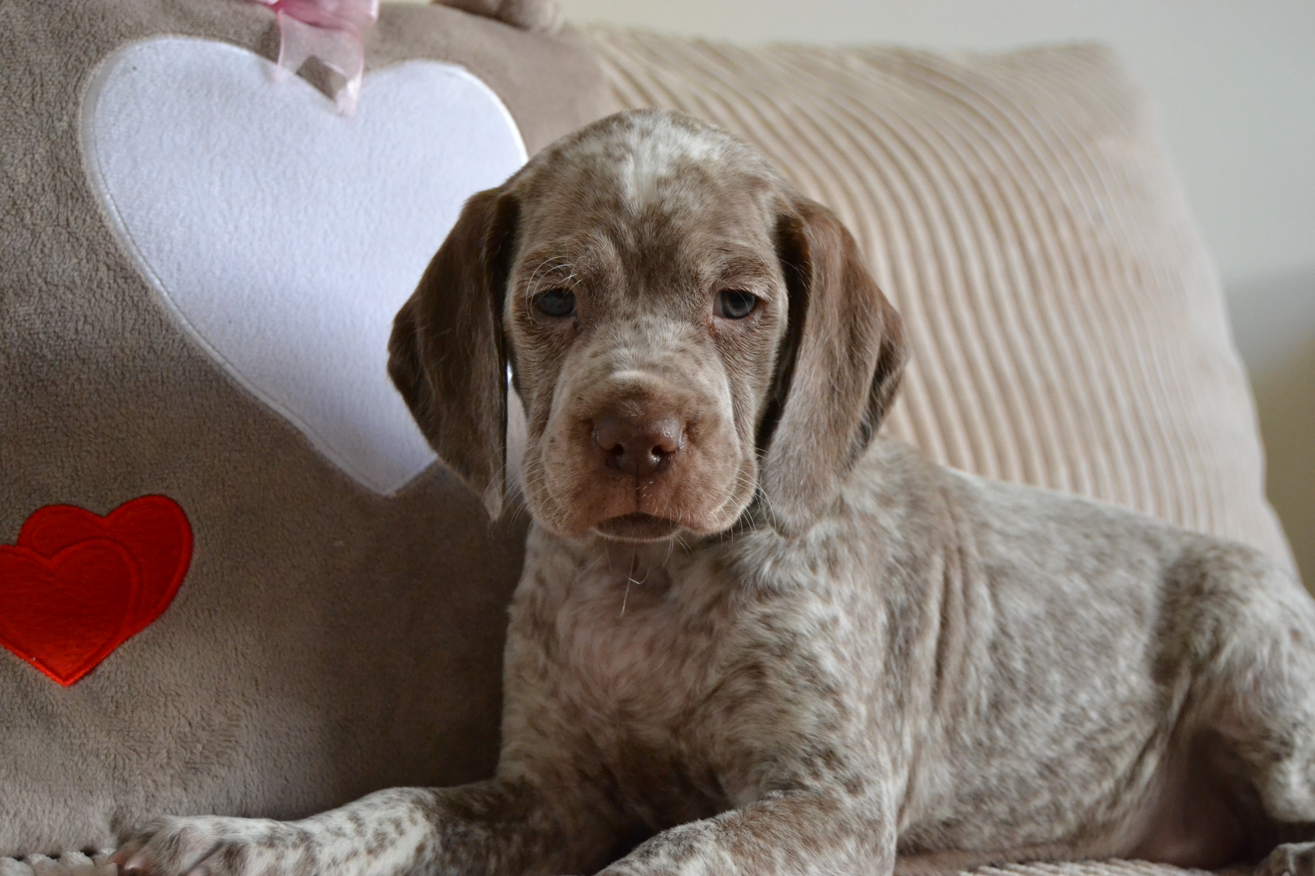 Cliquer pour agrandir/réduire