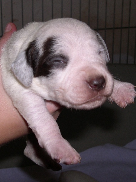 Cliquer pour agrandir/réduire