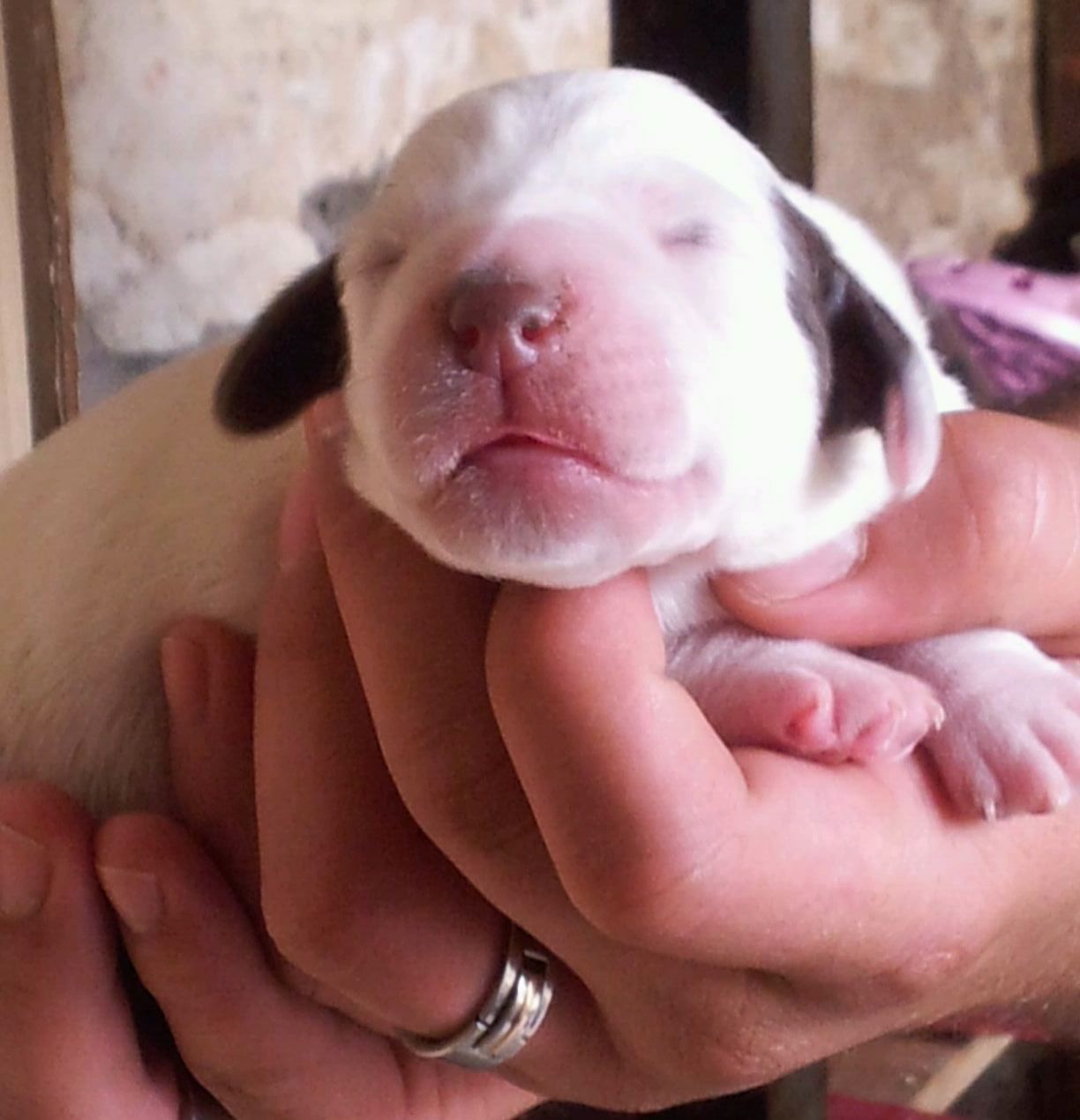 Cliquer pour agrandir/réduire