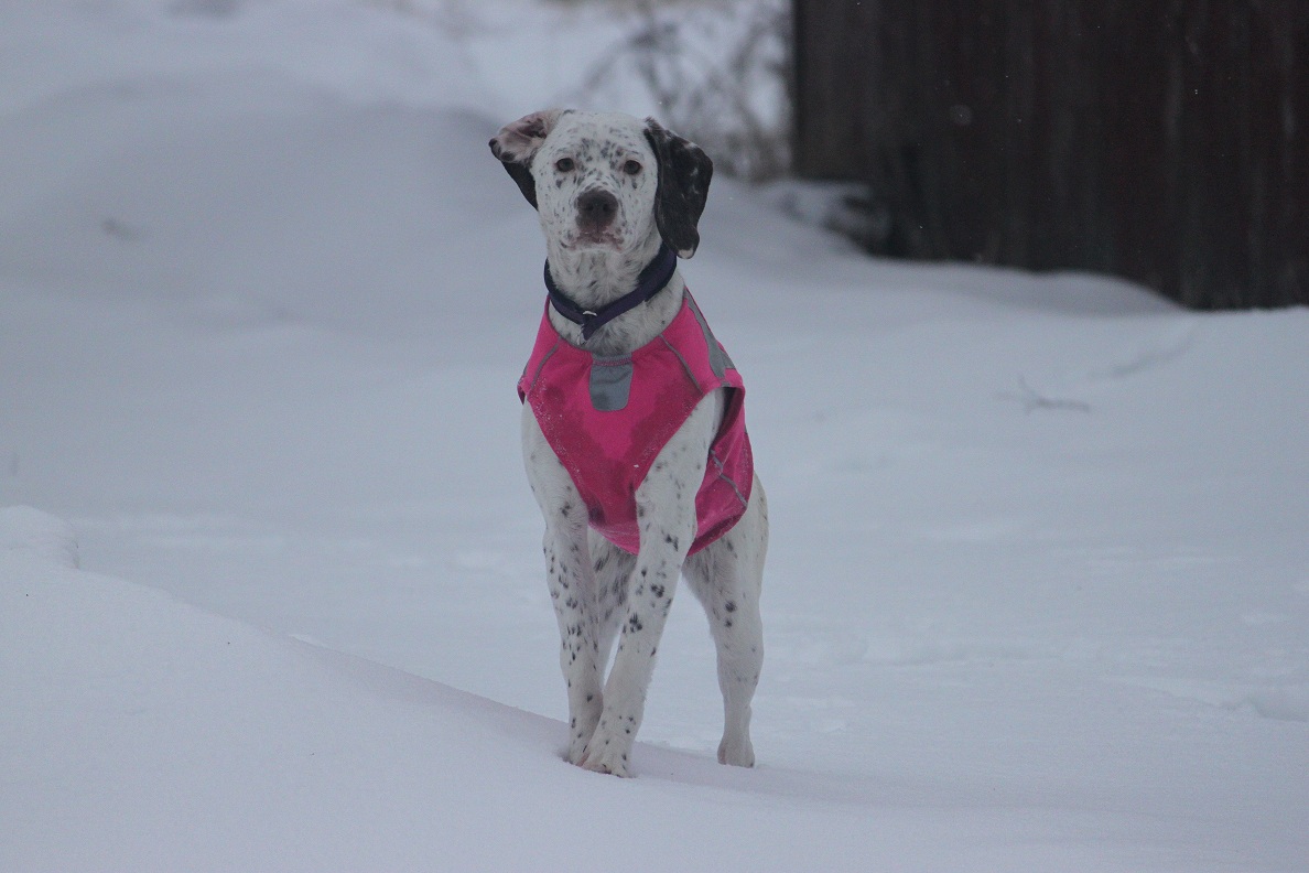 Cliquer pour agrandir/réduire Rufnit Fiona
