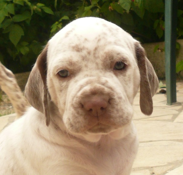 Cliquer pour agrandir/réduire