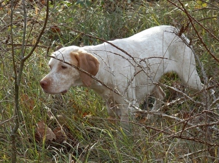 Lego du Fief d'Epsom