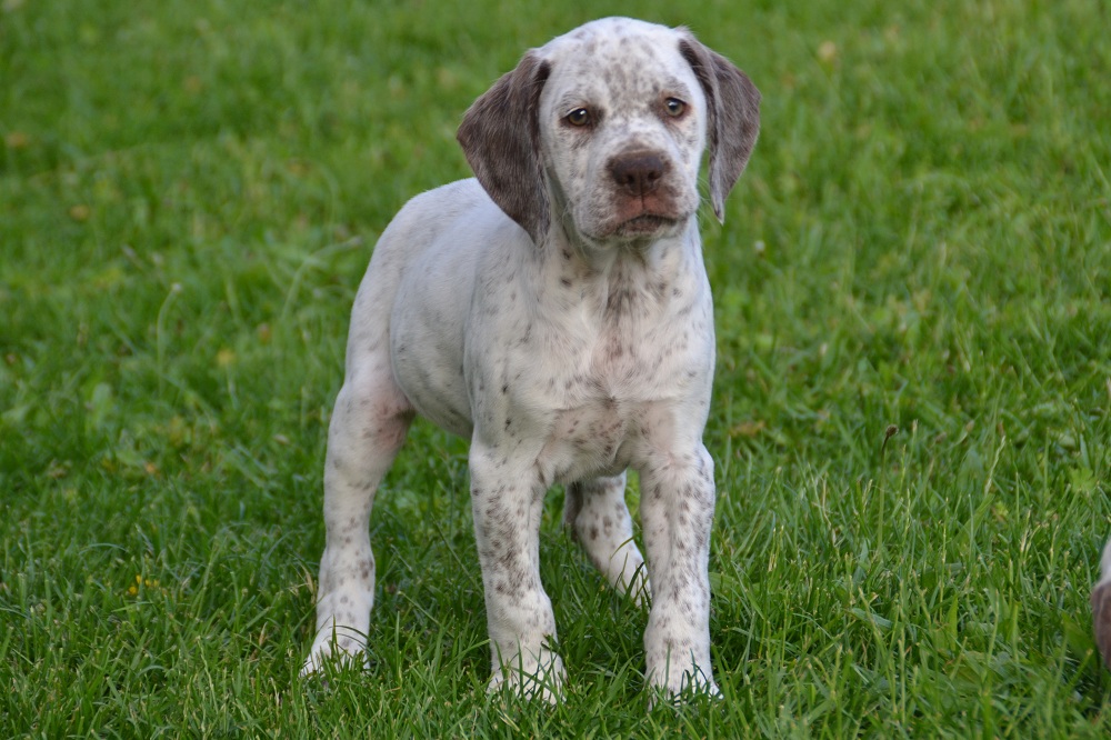 Cliquer pour agrandir/réduire