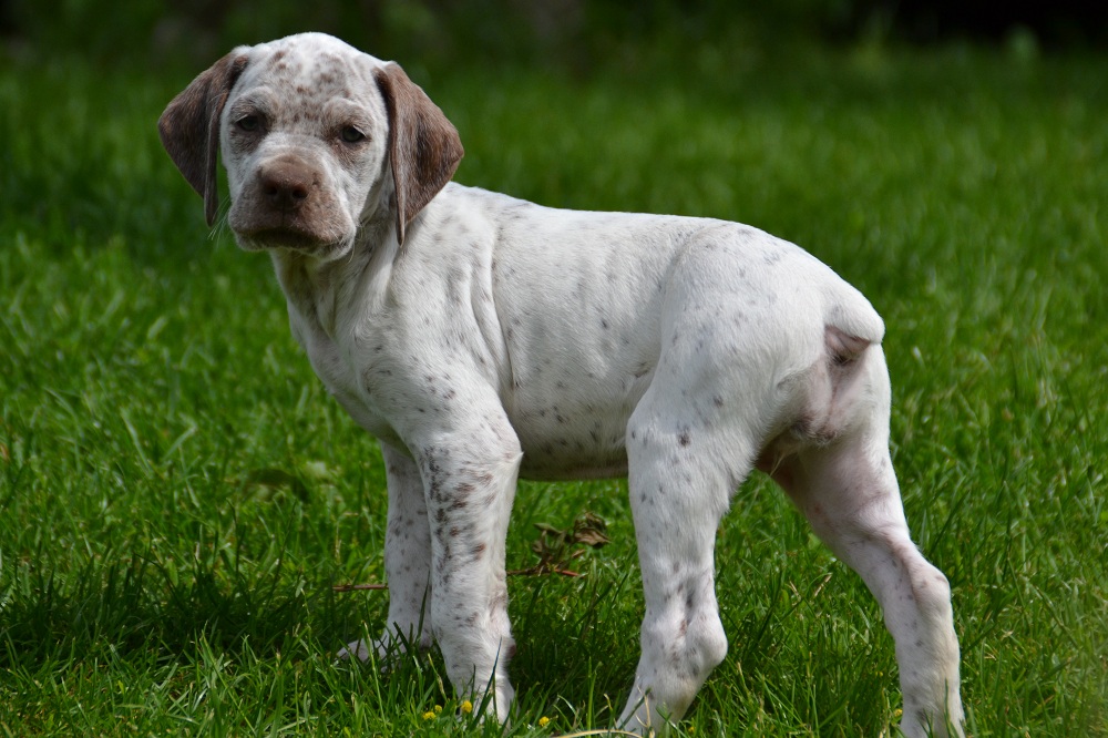 Cliquer pour agrandir/réduire