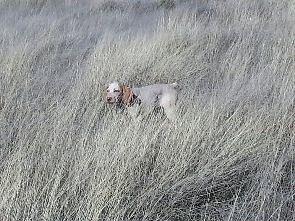 Rufnit Jaccie