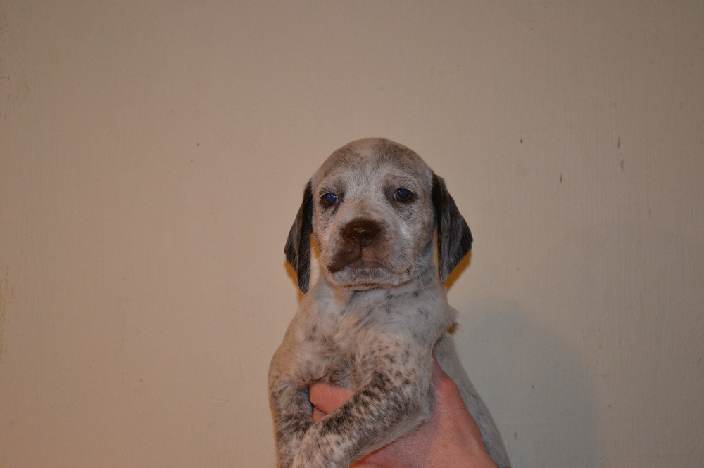 JJ Chasseur d'Aspen Ridge