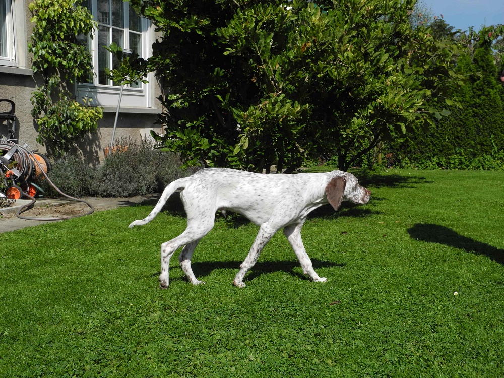 Jacques des Cimes d'Or