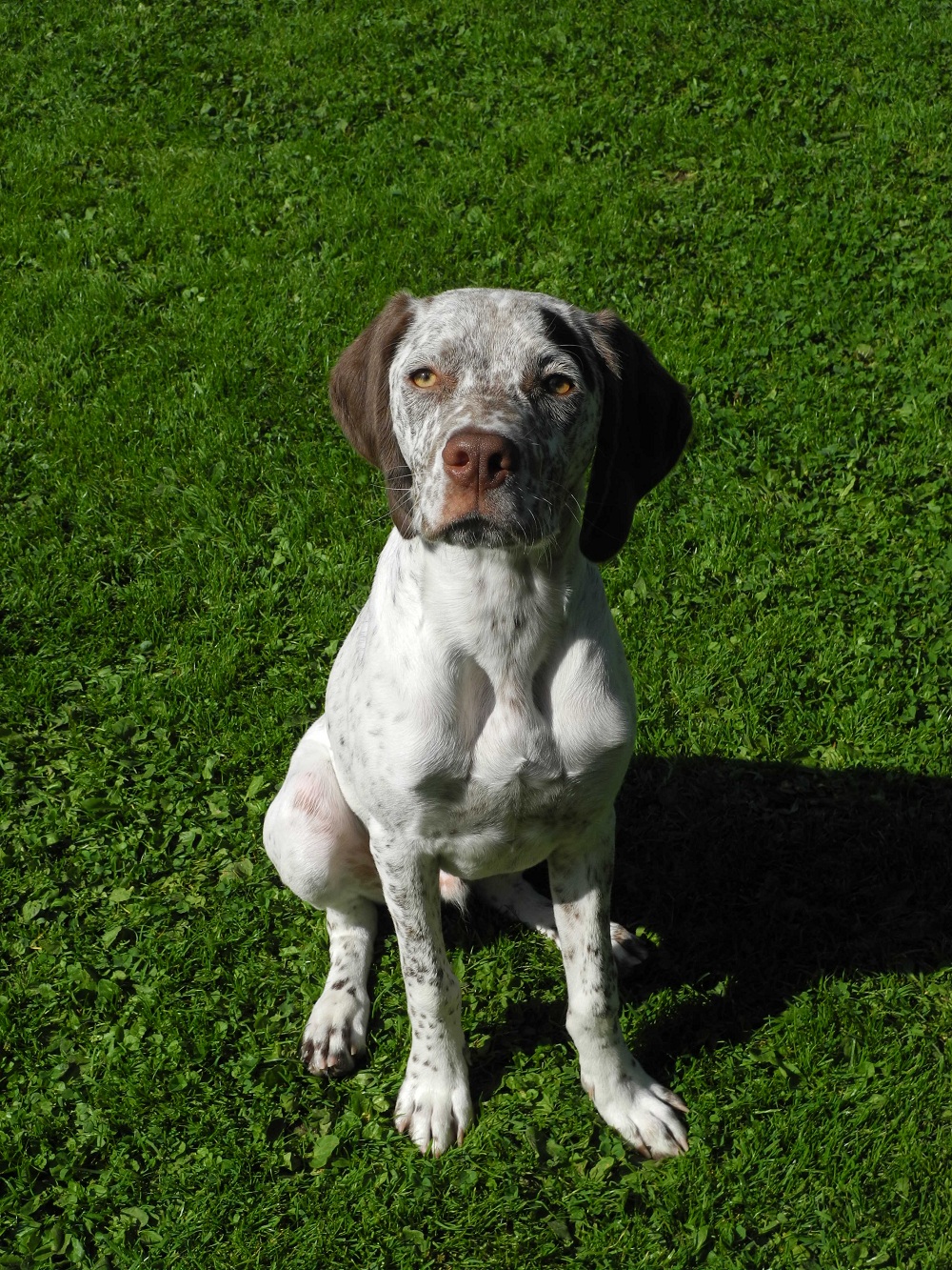 Jacques des Cimes d'Or