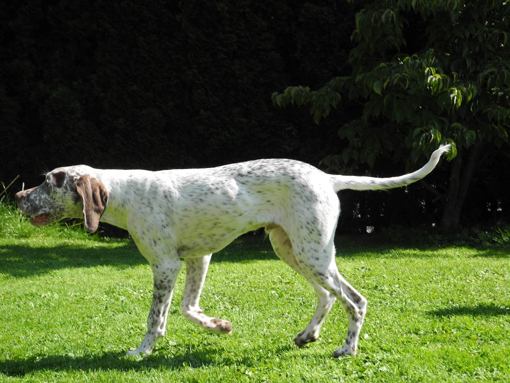 Jacques des Cimes d'Or