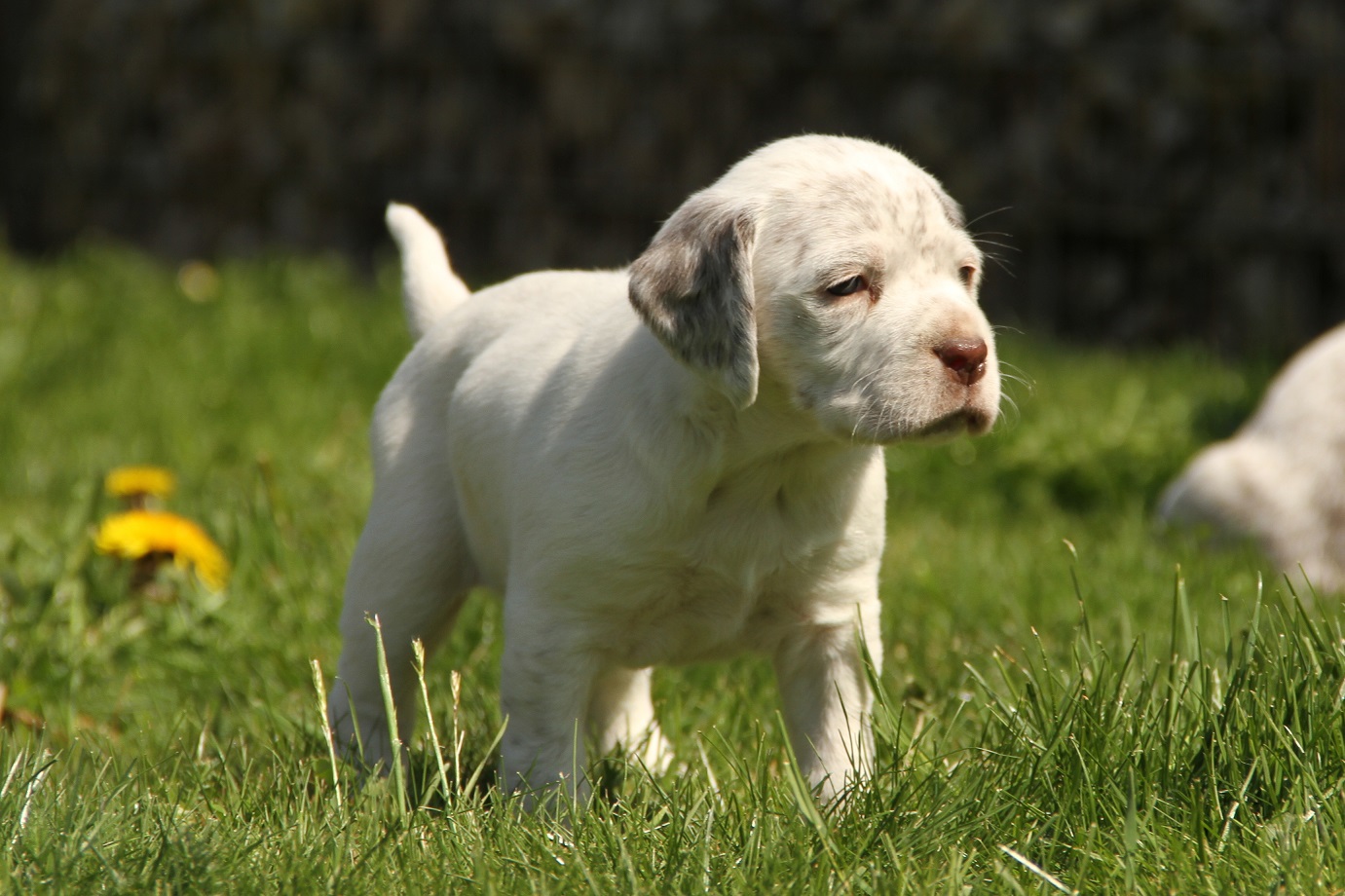 Jacques des Cimes d'Or