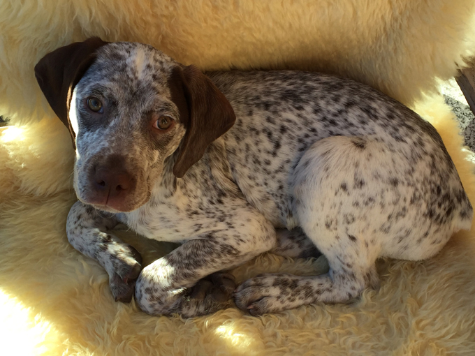 Jade de la Bénigousse