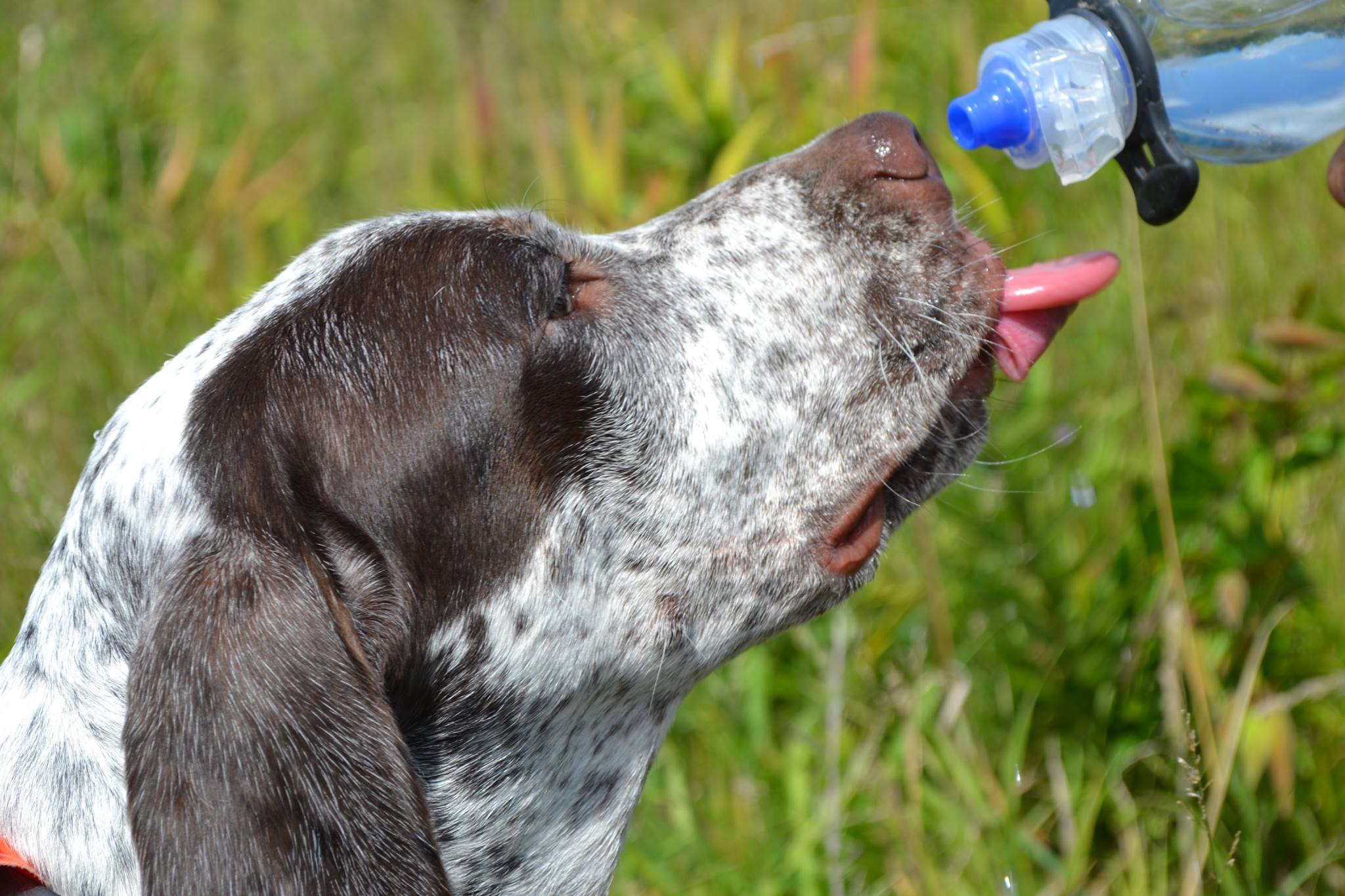 Jake Chasseur d'Aspen Ridge