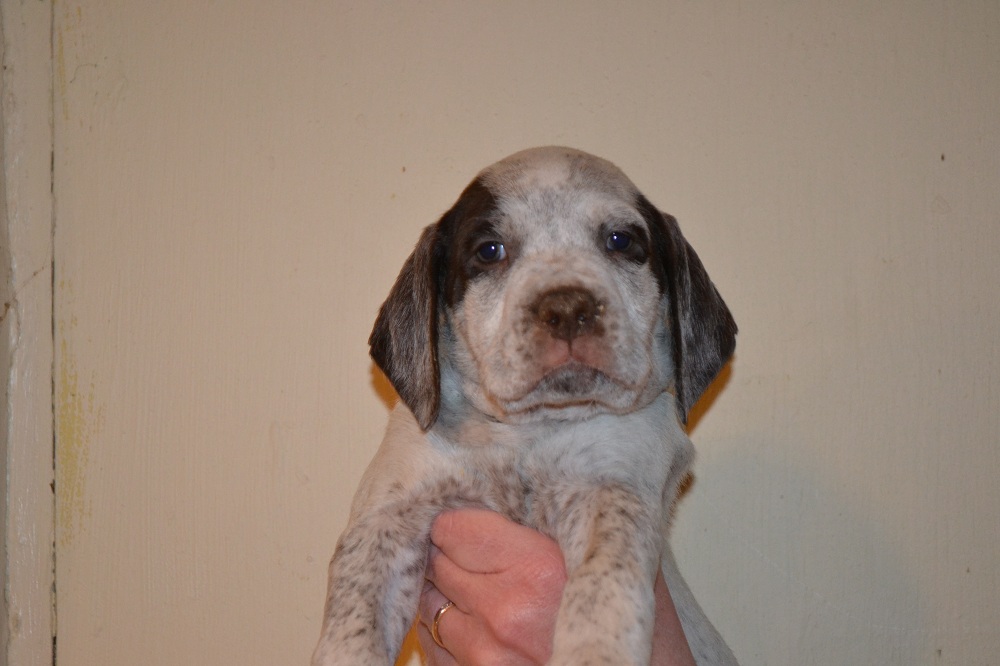 Jake Chasseur d'Aspen Ridge