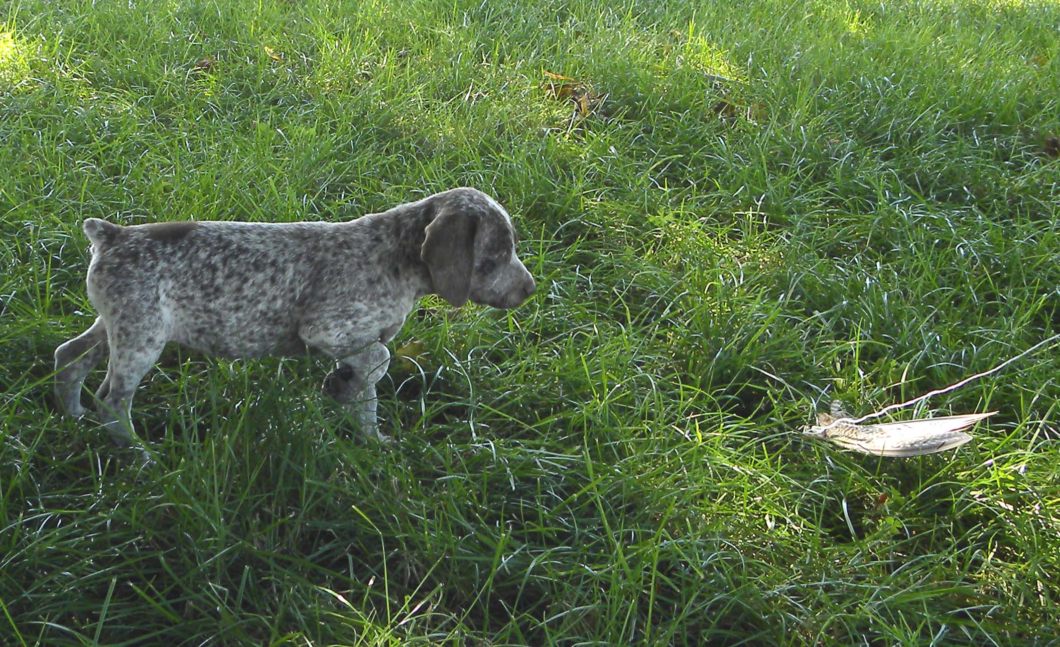 Java du Fief d'Epsom