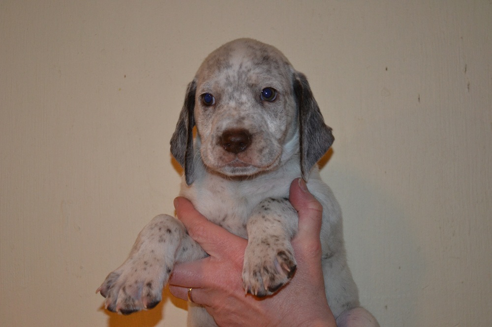 Jay Chasseur d'Aspen Ridge