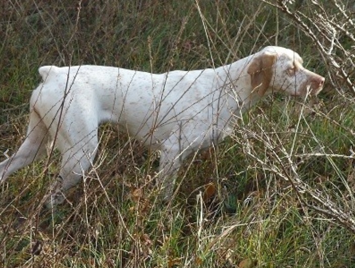 Jaya du Bois des Bouchauds