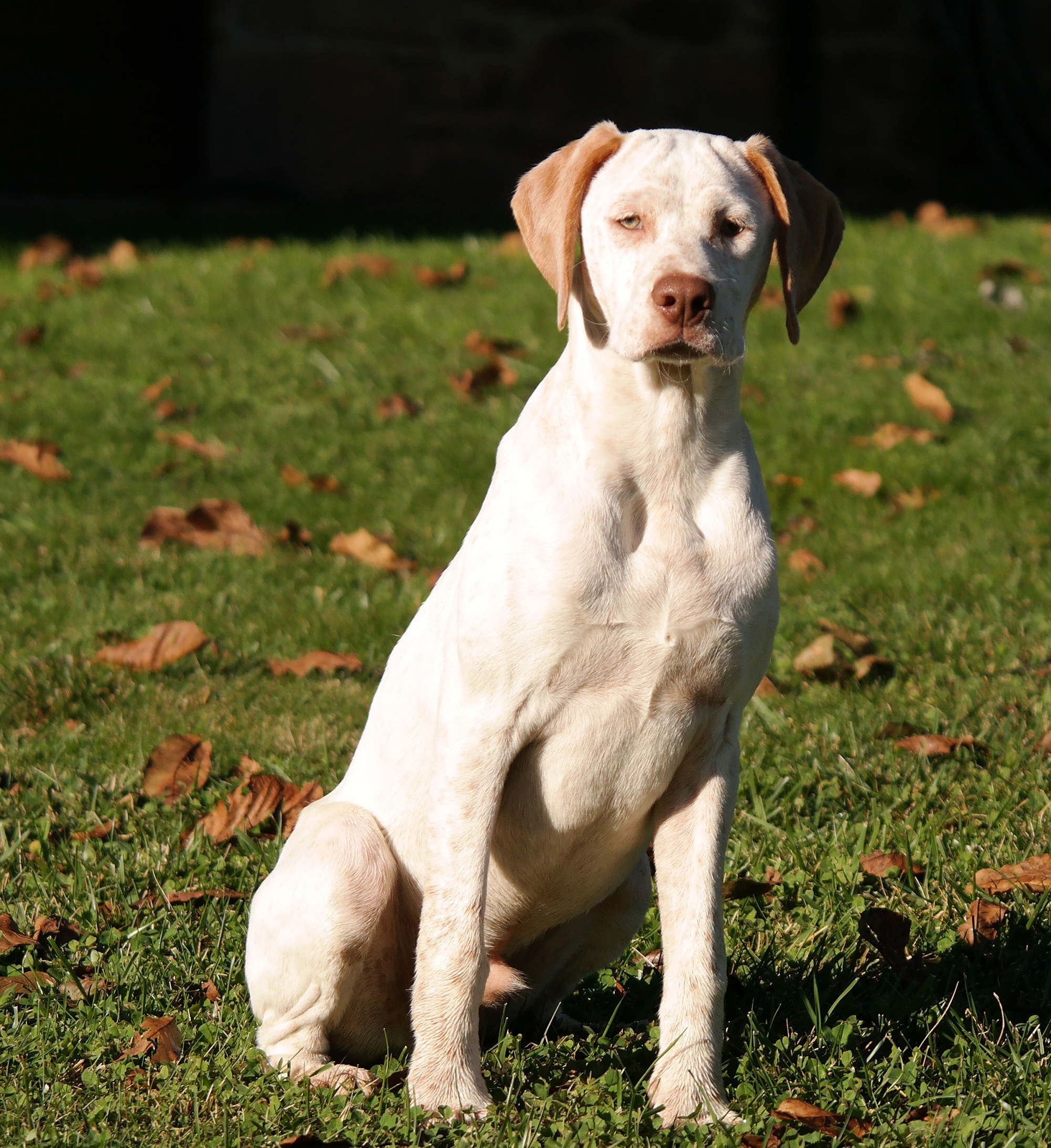 Jazz du Fief d'Epsom