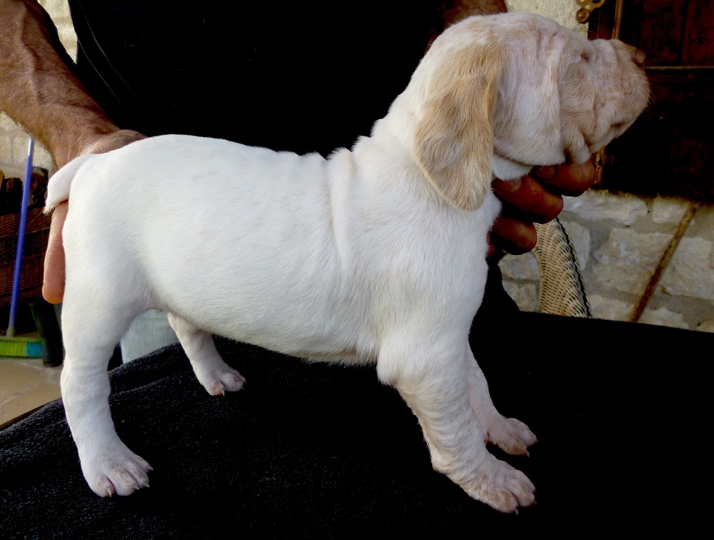 Jeanne d'Arc du Pech du Cayrol