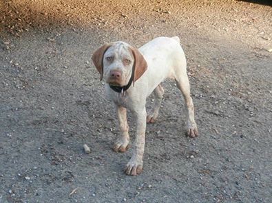Jeanne d'Arc du Pech du Cayrol