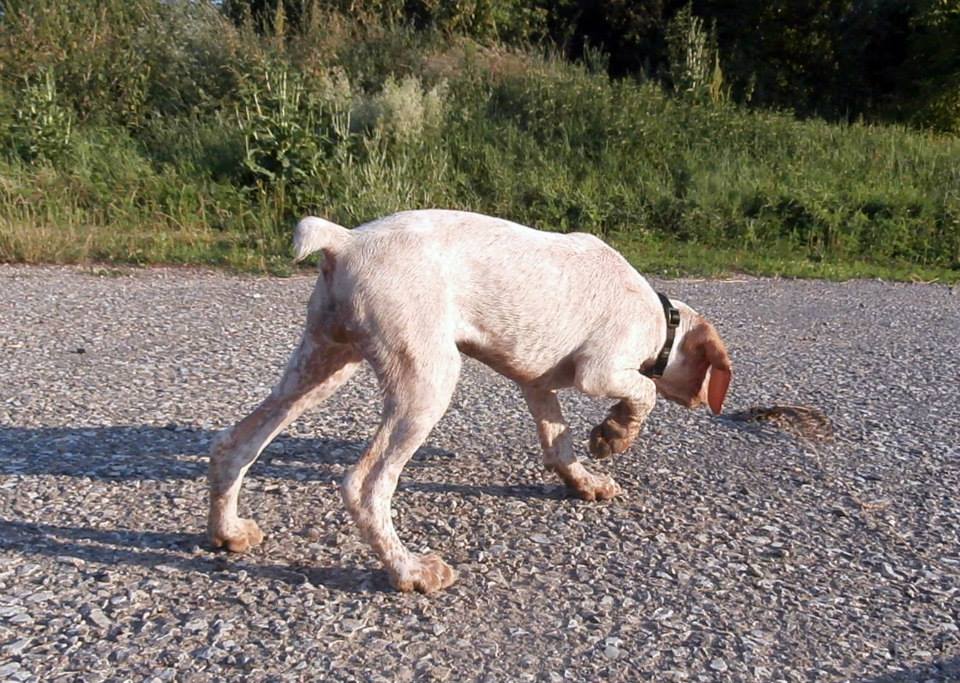 Jeanne d'Arc du Pech du Cayrol