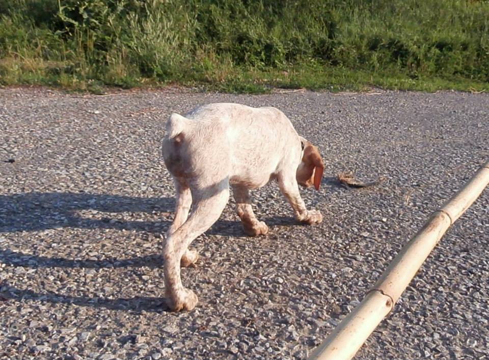 Jeanne d'Arc du Pech du Cayrol